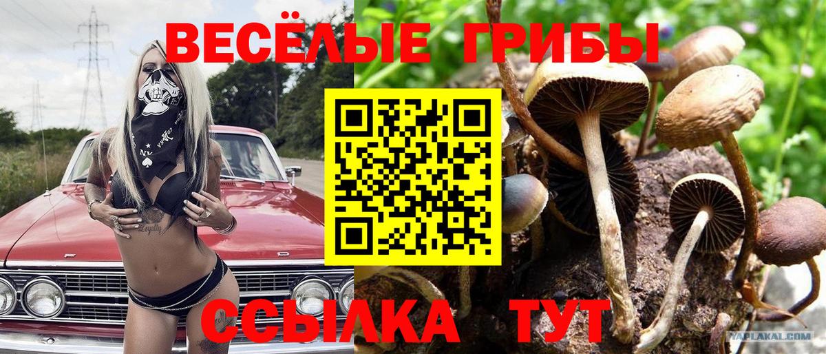 Сосновоборск  Галлюциногенные грибы GOLDEN TEACHER  Галлюциногенные грибы Psilocybine cubensis  Вход с VPN 